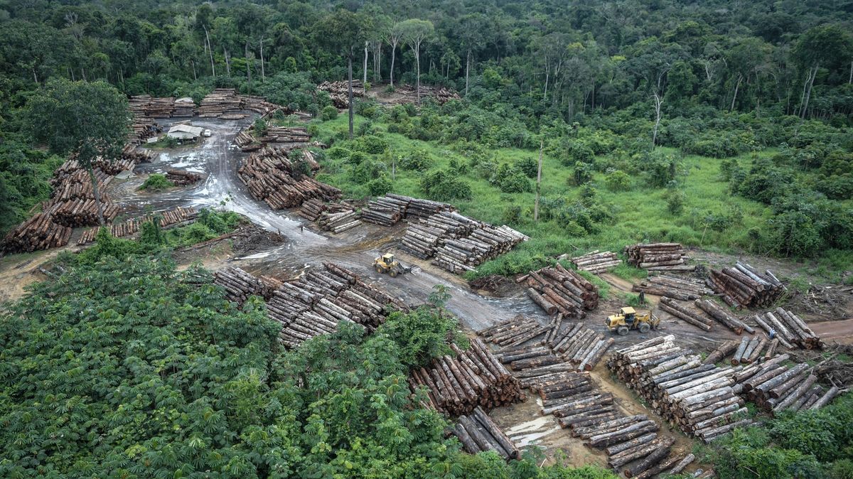Odlesňování v Amazonii nejvíc urychluje nelegální těžba dřeva a zlata